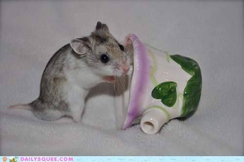 Reader Squee: Chinese Hamster