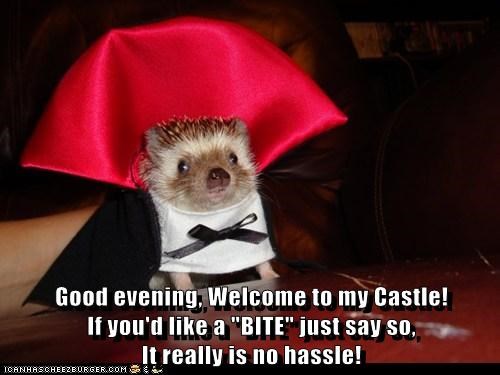 Good evening, Welcome to my Castle!                              If you'd like a "BITE" just say so,                                          It really is no hassle!