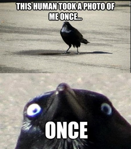 Insanity Crow
