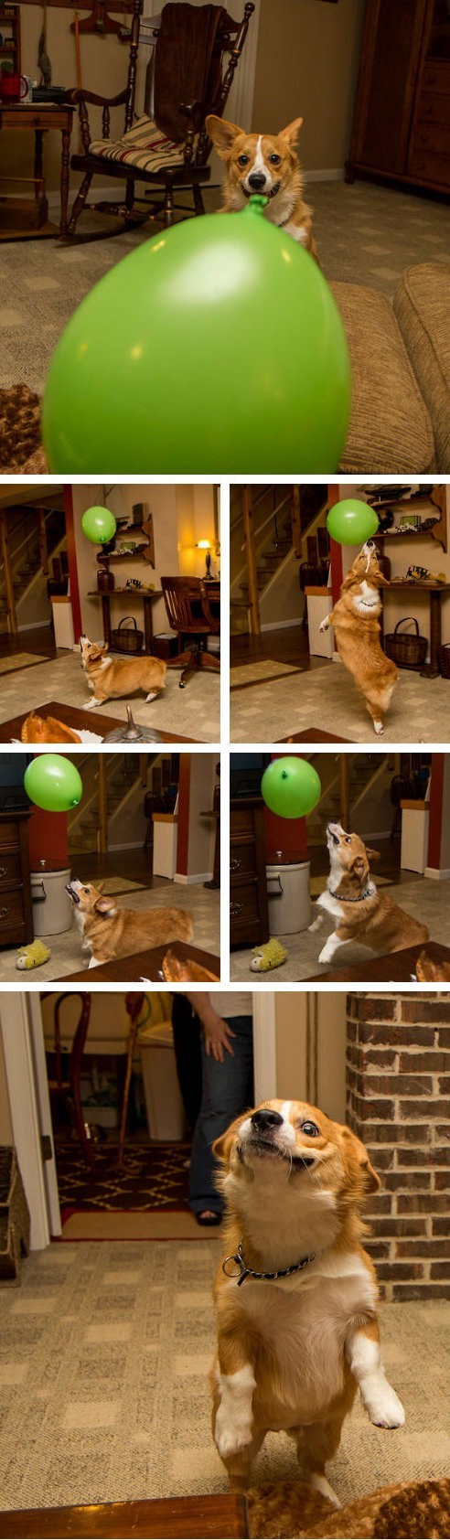 Look At This Balloon-Chasing Corgi of the Day