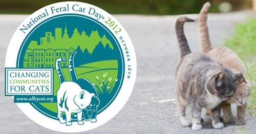 Trap, Neuter, Return: Today is National Feral Cat Day