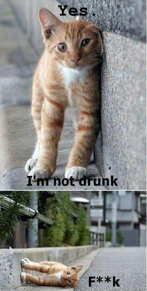 Cat Go Home, You Are Drunk