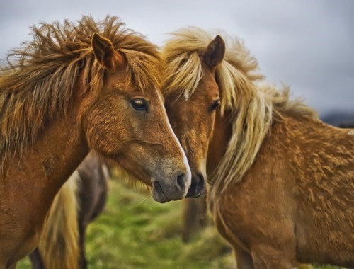 Icelandic Ponies 
