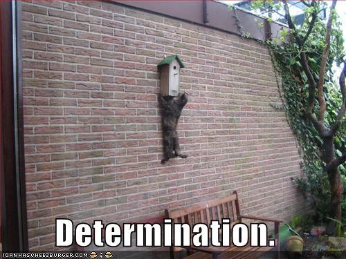 Determination.