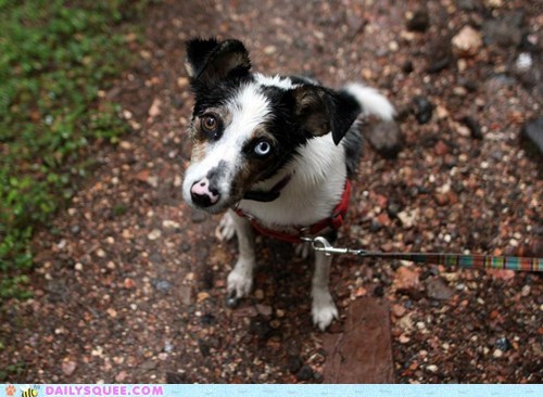 Reader Squee: Baby Bowie All Grown Up!