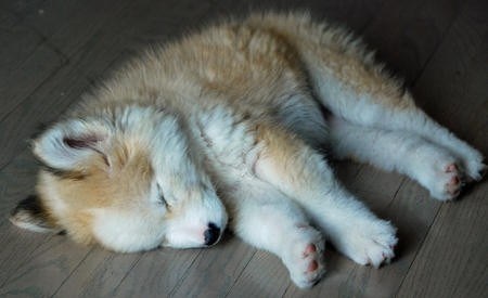 Cyoot Puppy ob teh Day: Golden Husky 