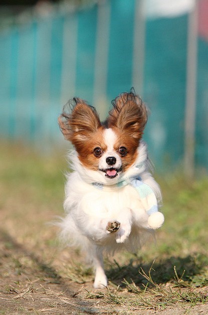 Goggie ob teh Week: Frolicking 