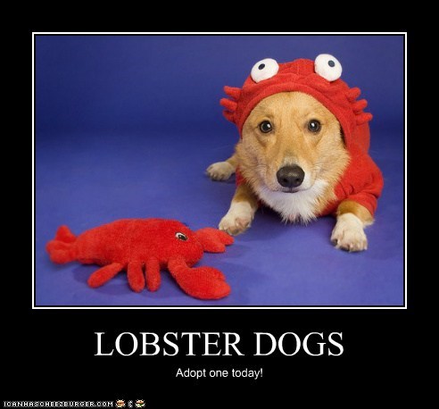 LOBSTER DOGS