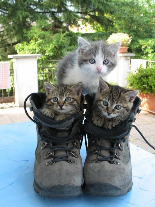 Cyoot Kittehs of teh Day: Puss-in-Boots Pyramid