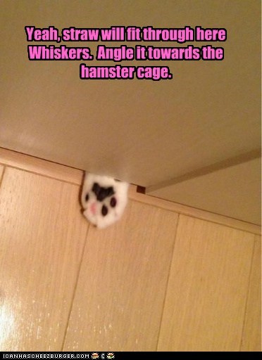 Right between the bars.