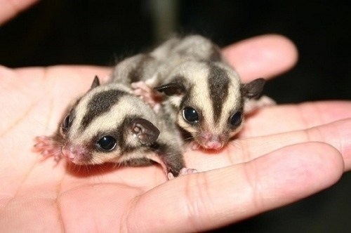 Squee Spree: Baby Gliders 