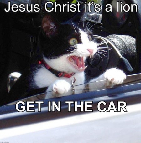 From the Cheezburger Vault: GET IN THE CAR
