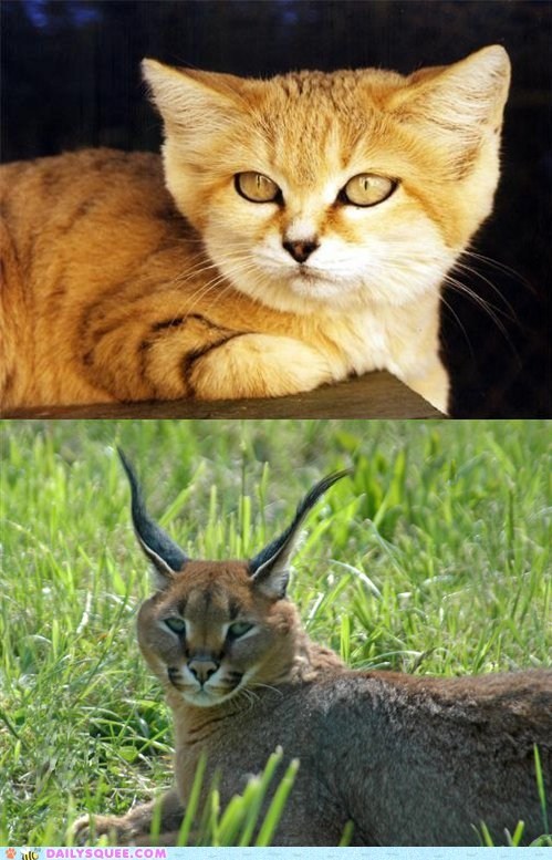 Squee Spree: Sand Cat vs. Caracal 