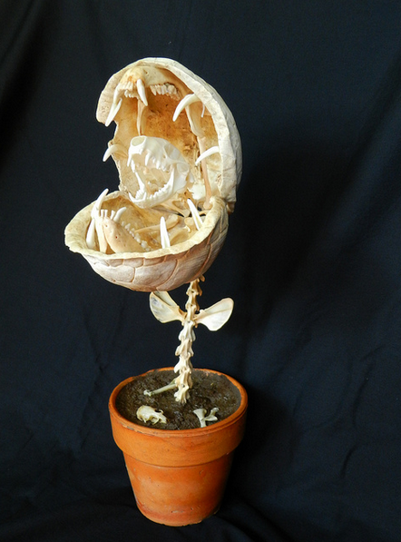 My Carnivorous Plant Died