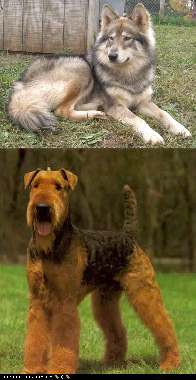 Goggie ob teh Week FACE OFF: Native American Indian Dog vs. Airedale Terrier 