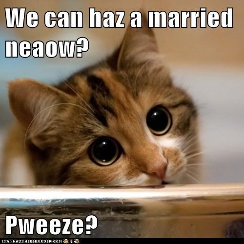 We can haz a married neaow?  Pweeze?
