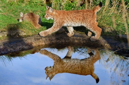 Lynxing Along 