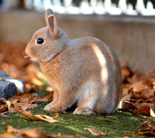 Bunday: Grumpy Bun 