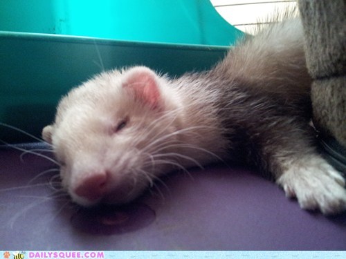 Reader Squee: Sleepy Ferret