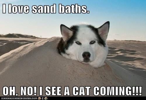 I love sand baths.  OH, NO! I SEE A CAT COMING!!!