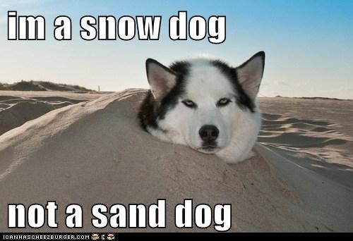 im a snow dog  not a sand dog