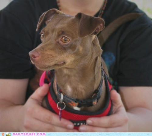 Reader Squee: Lumpy The Wonder Dog