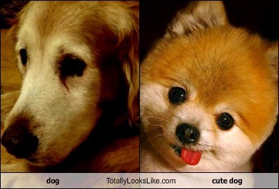 dog Totally Looks Like cute dog