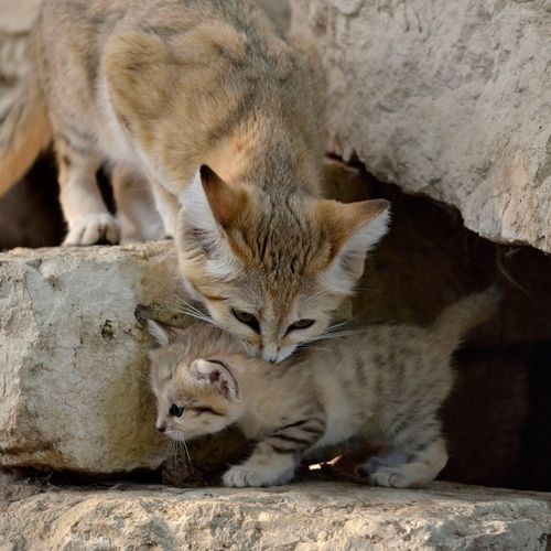 Squee Spree: C'mere Little One 