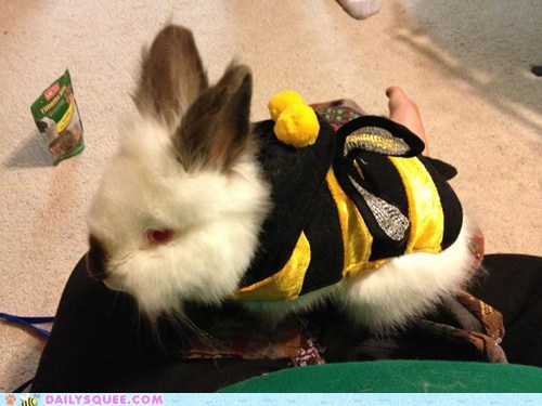 Reader Squee: BUNble Bee