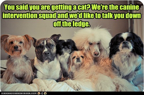 You said you are getting a cat? We're the canine intervention squad and we'd like to talk you down off the ledge.