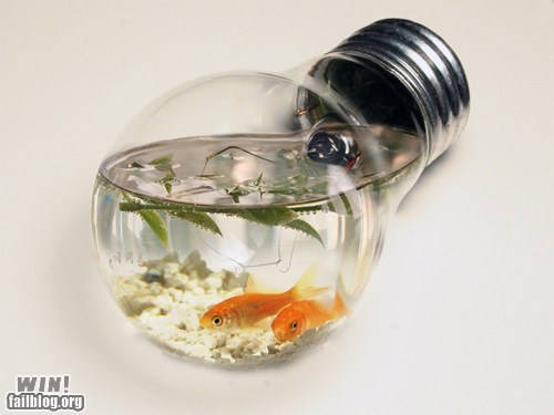 Fish Bowl WIN