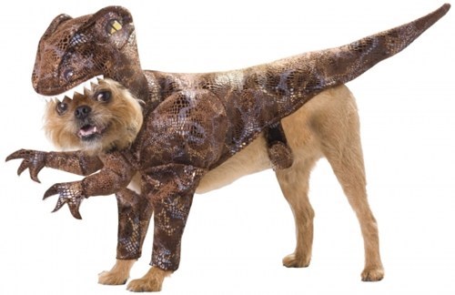 Canine Costume of the Day