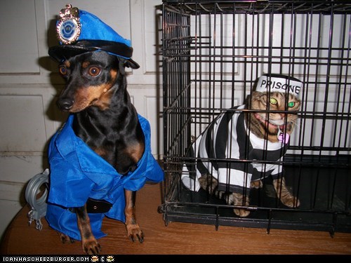 Halloween Pet Parade: Caught the Cat Burglar