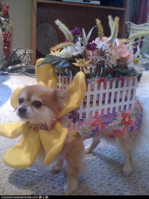 Halloween Pet Parade: Peanut in Flowers