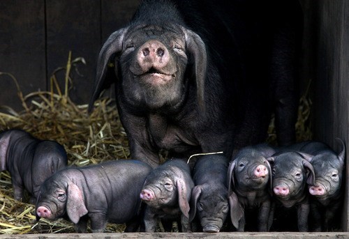 Happy Hog 