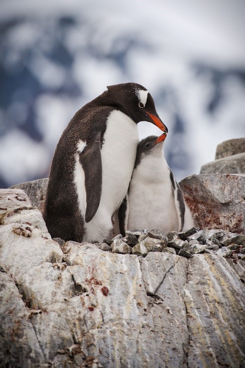 Squee Spree: Penguin Kisses 