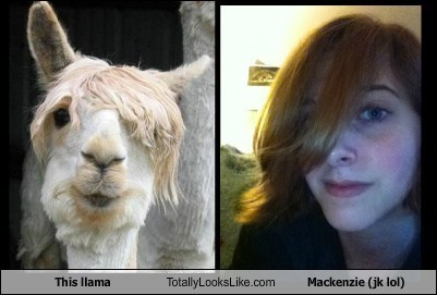 This llama Totally Looks Like Mackenzie (jk lol)