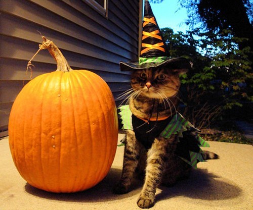 Meowloween Kitteh of teh Day: I Put a Spell on You (As Revenge for Dressing Me Up Like This)