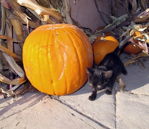 Meowloween Kitteh of teh Day: The Great Pumpkin