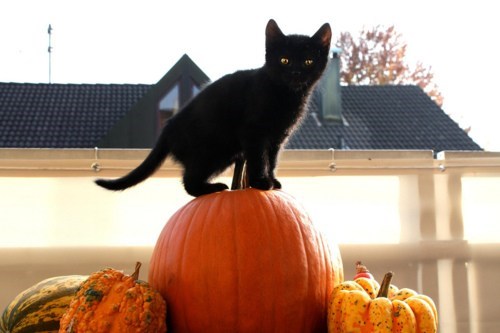 Meowloween Kitteh of teh Day: How Do I Turn This Thing Into Pie?
