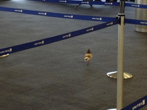 Ugh, ANOTHER Gate Change?