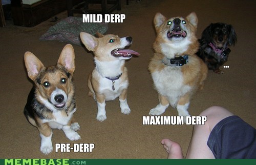 Stages of Corgi Derps