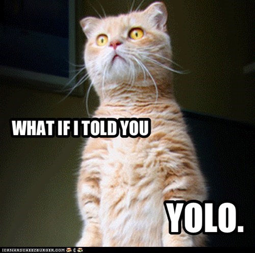 YOLO KITTY.