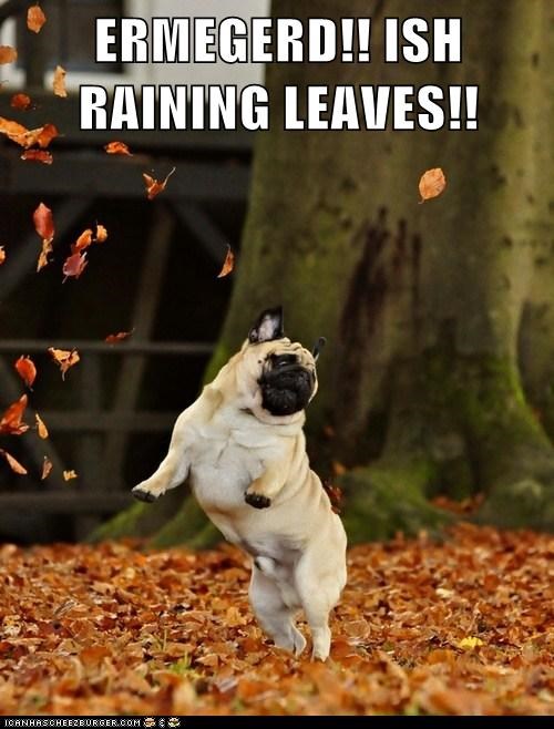ERMEGERD!! ISH RAINING LEAVES!!