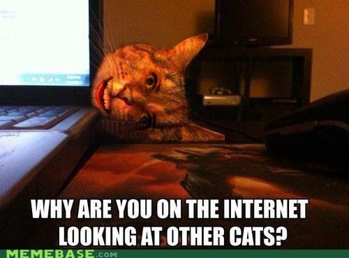 Overly Attached Cat