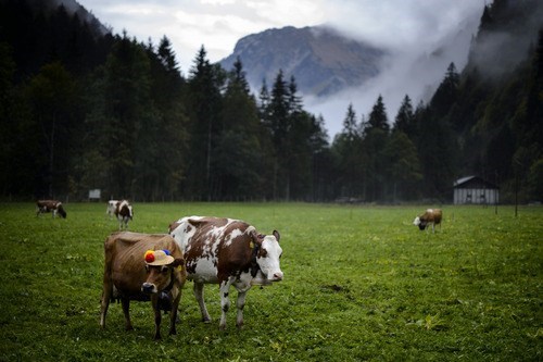 Cute Cows 