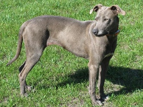 Goggie ob teh Week FACE OFF: Blue Lacy 