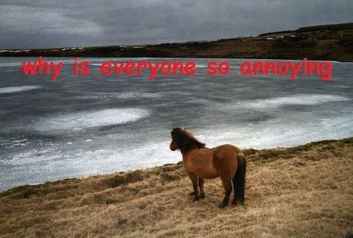 I Know That Feel, Horsey Friend