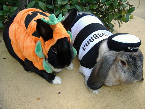 Bunday: Happy Halloween! 
