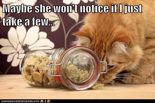 Give Kitteh Some Treats